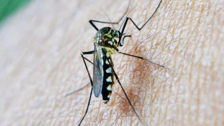 Alhaurín inicia un plan preventivo frente al mosquito con virus del Nilo