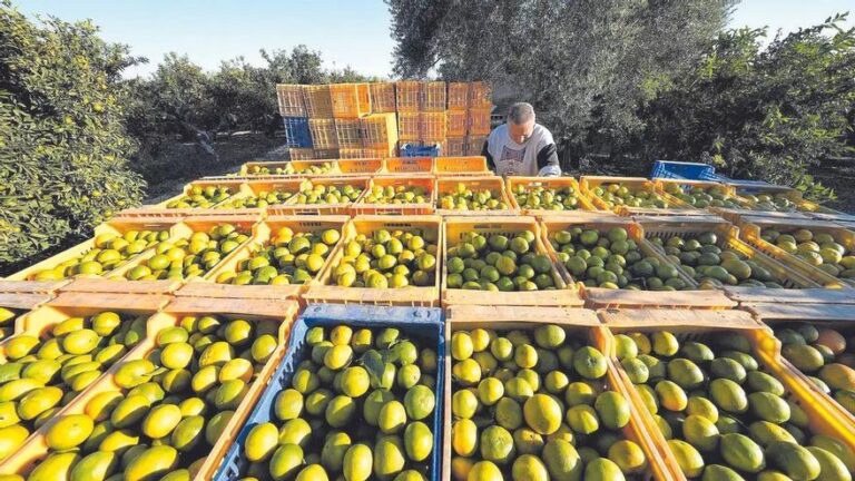 Andalucía superará a la Comunidad Valenciana en producción de naranjas esta campaña al crecer un 22%