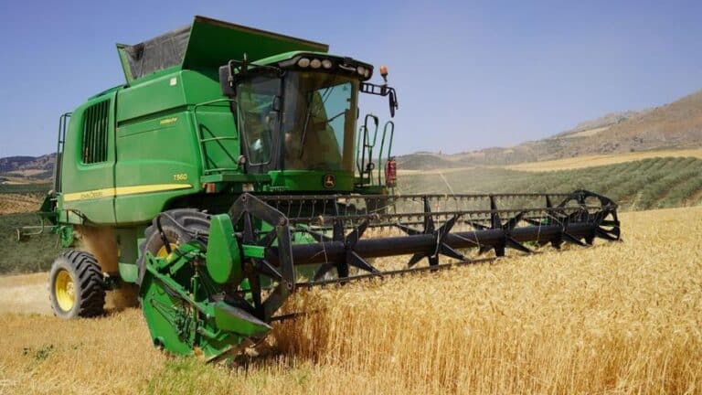 La producción de cereal en Cañete la Real remonta tras la sequía