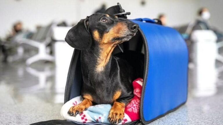 ¿Viajas con tu mascota? Estos son los mejores destinos de Málaga para viajar con perro