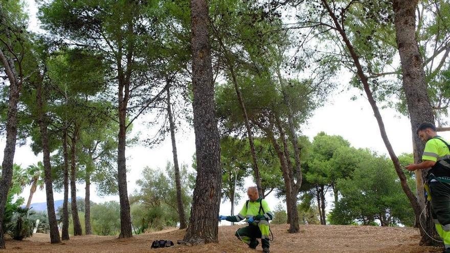 Actuarán en 12.000 pinos de Marbella para evitar la procesionaria