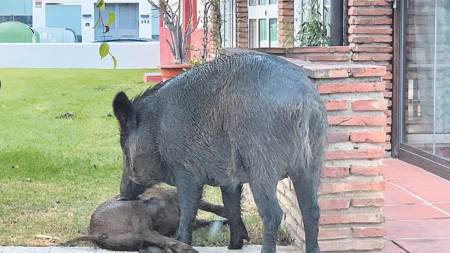 Instalan bebederos a pie de sierra en Alhaurín de la Torre para evitar que bajen los jabalíes