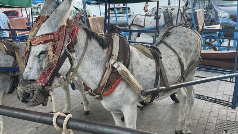 PACMA denuncia por maltrato animal al Ayuntamiento de Mijas y los arrieros de burros-taxi