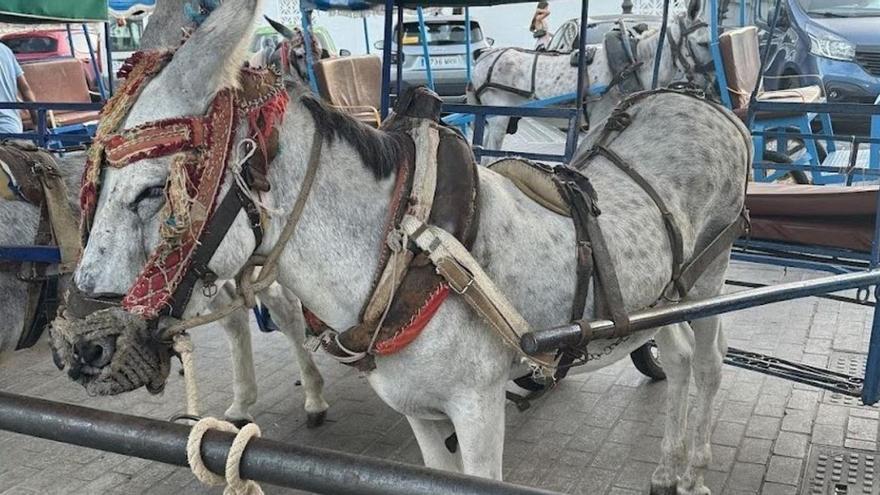 PACMA denuncia por maltrato animal al Ayuntamiento de Mijas y los arrieros de burros-taxi