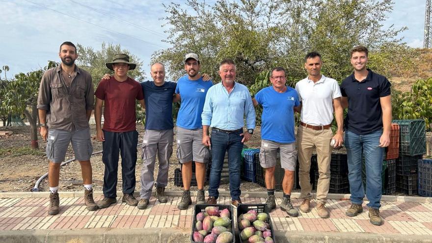 El agua regenerada permite cultivar mango en la Axarquía