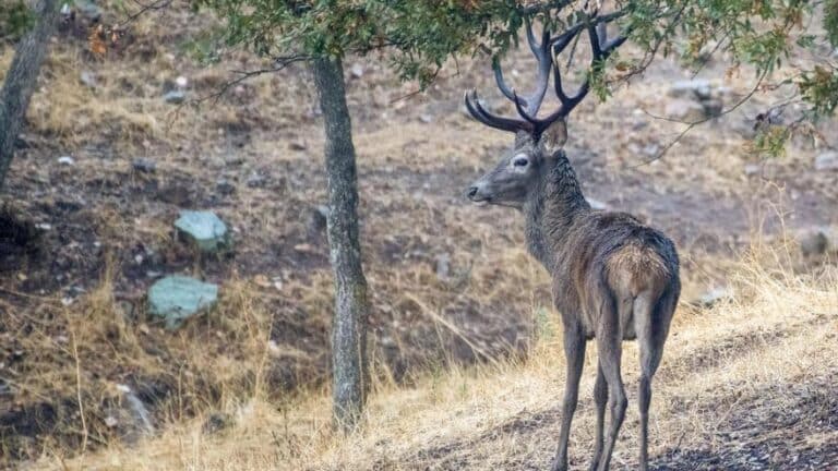 Un muerto y dos heridos tras el ataque de un ciervo en una finca de Castril (Granada)