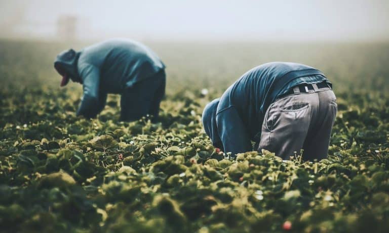 La salud mental de los trabajadores del sistema alimentario se encuentra en un punto de crisis trágica.