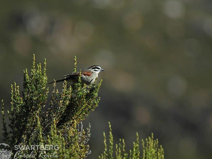 Observación de aves - Ruta del círculo Swartberg - Karoo