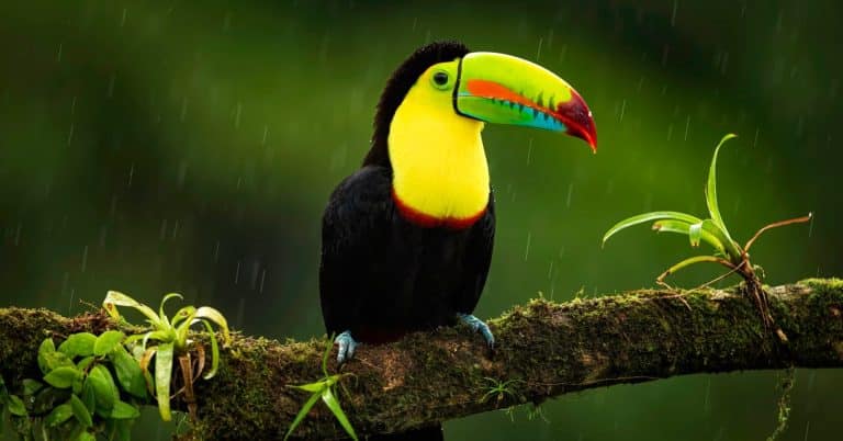 10 de los mejores lugares para observar la vida silvestre en Costa Rica