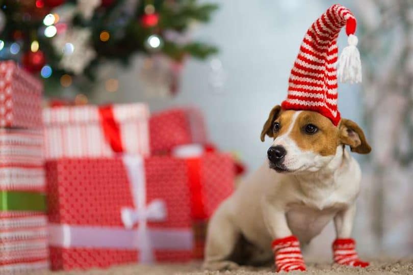 Cinco razones por las que los perros se convierten en Grinches navideños: el otro extremo de...