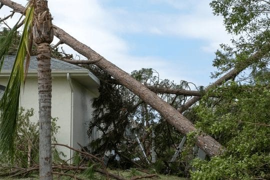 4,409 Después de fuerte viento imágenes, fotos de stock, objetos 3D ...