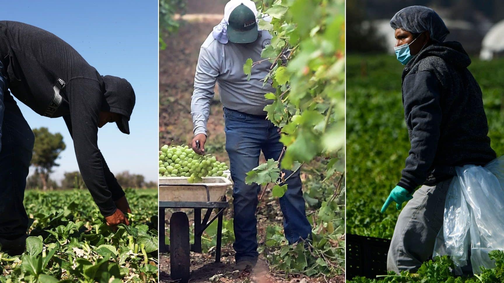 Trabajadores inmigrantes |