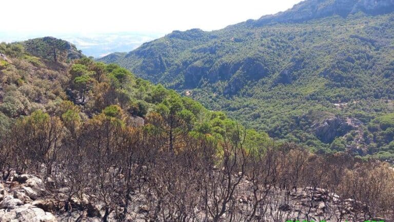 Extinguido el incendio de Casares tras afectar a unas 25 hectáreas