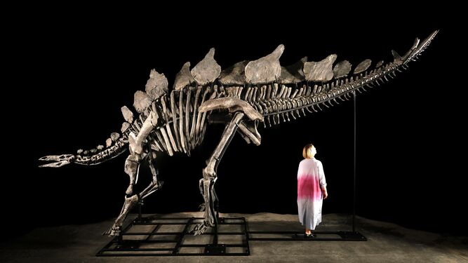 Sale a subasta un esqueleto completo de un dinosaurio Stegosaurus de hace 150 millones de años