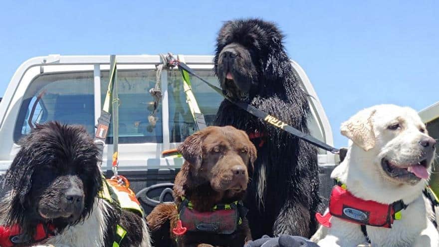 La patrulla canina