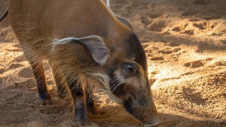 Una hembra de potamoquero llega a Bioparc Fuengirola